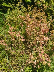 Euphorbia azorica