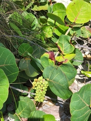 Coccoloba uvifera