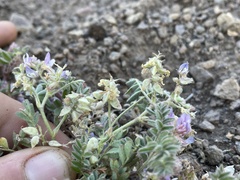 Astragalus anxius