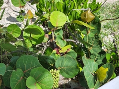 Coccoloba uvifera