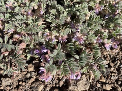 Astragalus anxius