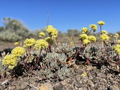 Eriogonum prociduum
