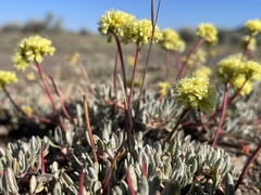 Eriogonum prociduum