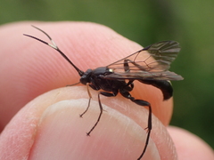 Vulgichneumon