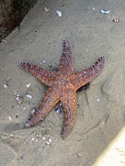 Pisaster ochraceus
