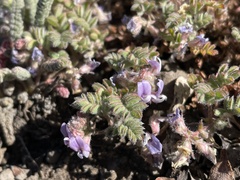 Astragalus anxius