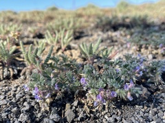 Astragalus anxius