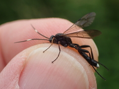 Vulgichneumon