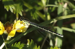Coenagrion resolutum