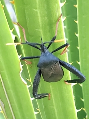 Acanthocephala thomasi
