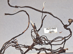 Polyporus guianensis