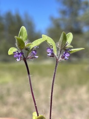 Trichostema oblongum