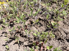 Trichostema oblongum