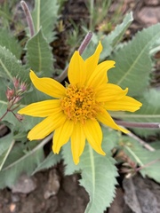 Balsamorhiza serrata