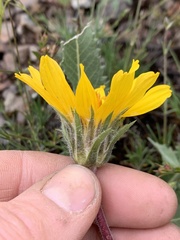 Balsamorhiza serrata