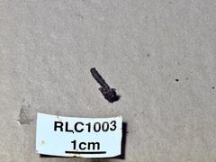 Xylaria ophiopoda