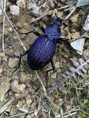 Carabus scabrosus