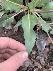 Balsamorhiza serrata