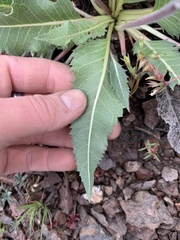 Balsamorhiza serrata