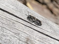 Osmia submicans