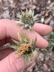 Balsamorhiza serrata