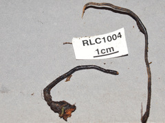 Polyporus guianensis