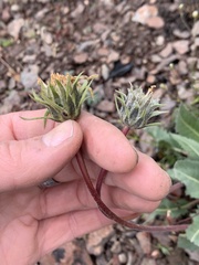 Balsamorhiza serrata
