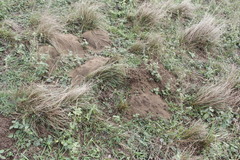 Heterogeomys hispidus