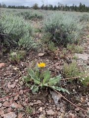 Balsamorhiza serrata