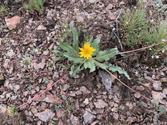 Balsamorhiza serrata