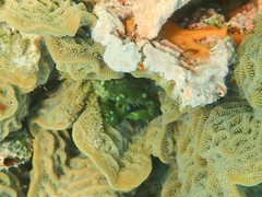 Mithraculus sculptus