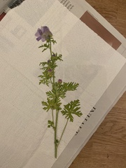 Malva moschata