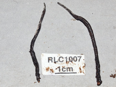 Xylaria scruposa
