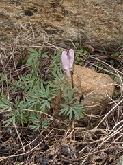 Dicentra pauciflora