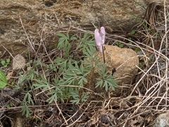 Dicentra pauciflora