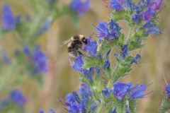 Bombus