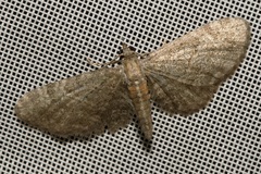 Eupithecia haworthiata