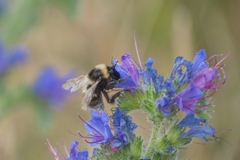 Bombus