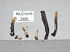 Xylaria schweinitzii