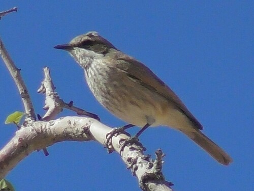 iNaturalist image