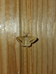 Isturgia arenacearia