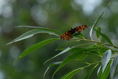 Polygonia c-album