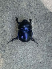 Coleoptera