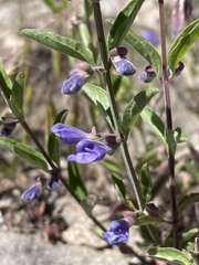 Scutellaria antirrhinoides