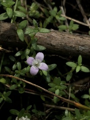 Oldenlandia salzmannii