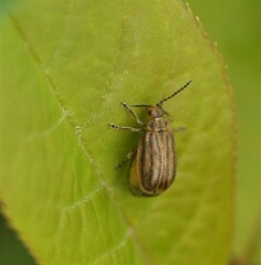 Ophraella conferta