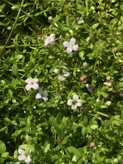 Oldenlandia salzmannii