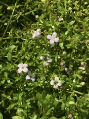 Oldenlandia salzmannii