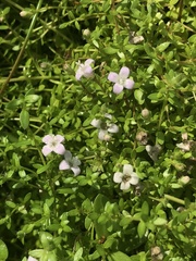 Oldenlandia salzmannii