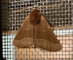 Drepanogynis cnephaeogramma